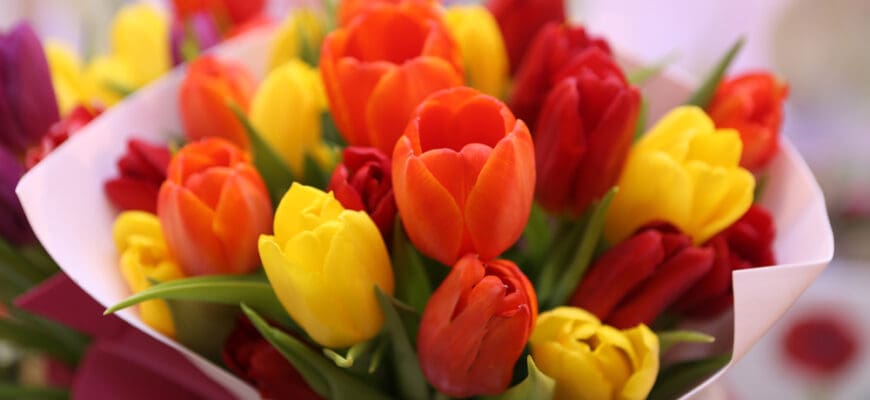 Tulip,,Tulips,Bouquet.,Present,For,March,8,,International,Women's,Day.